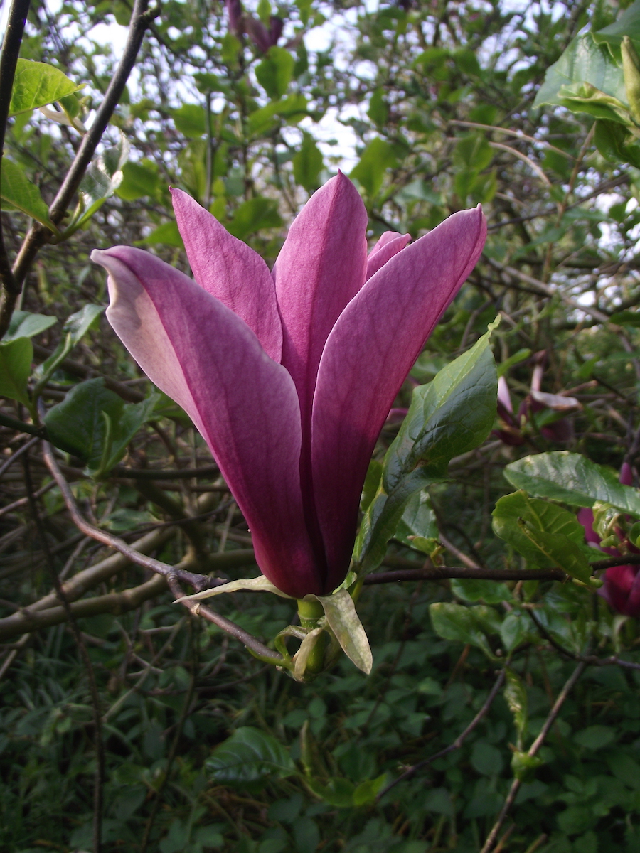 liliiflora Nigra